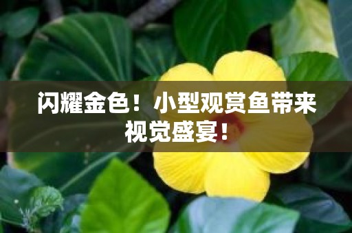 闪耀金色！小型观赏鱼带来视觉盛宴！