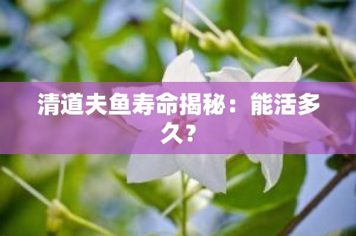 清道夫鱼寿命揭秘：能活多久？