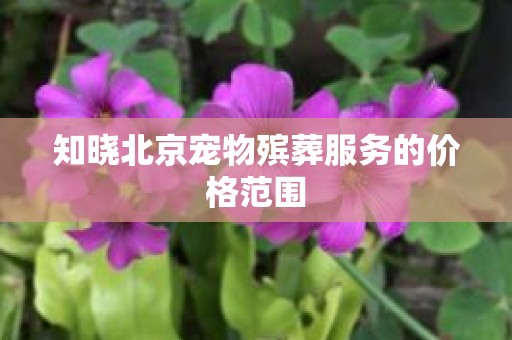 知晓北京宠物殡葬服务的价格范围