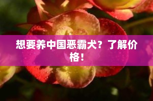 想要养中国恶霸犬？了解价格！