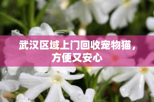 武汉区域上门回收宠物猫，方便又安心
