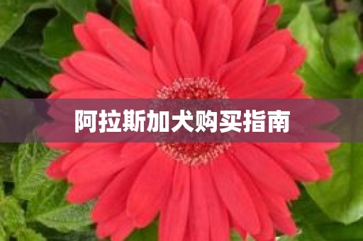 阿拉斯加犬购买指南