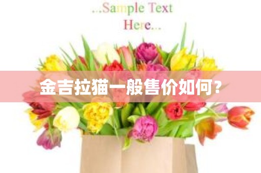 金吉拉猫一般售价如何？