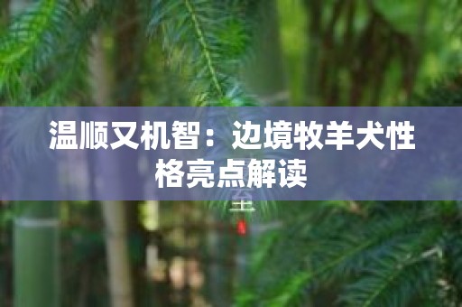 温顺又机智：边境牧羊犬性格亮点解读