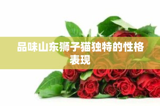 品味山东狮子猫独特的性格表现