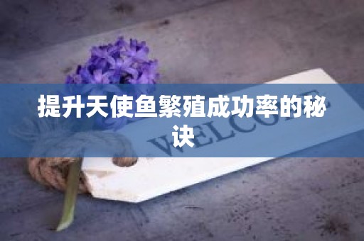 提升天使鱼繁殖成功率的秘诀