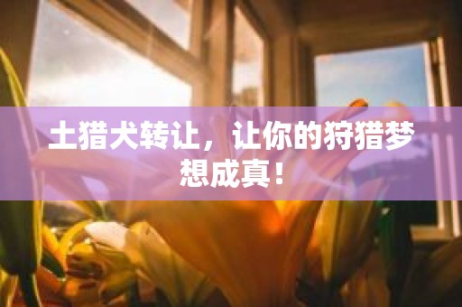 土猎犬转让，让你的狩猎梦想成真！