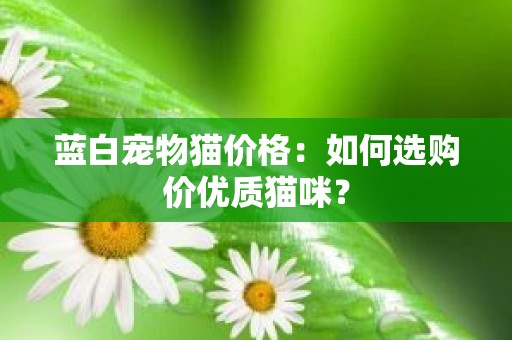 蓝白宠物猫价格：如何选购价优质猫咪？