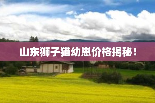 山东狮子猫幼崽价格揭秘！