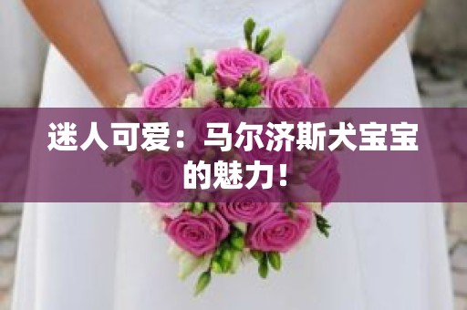 迷人可爱：马尔济斯犬宝宝的魅力！