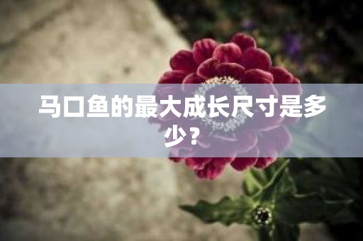 马口鱼的最大成长尺寸是多少？