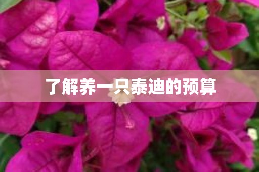 了解养一只泰迪的预算