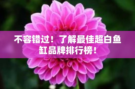 不容错过！了解最佳超白鱼缸品牌排行榜！