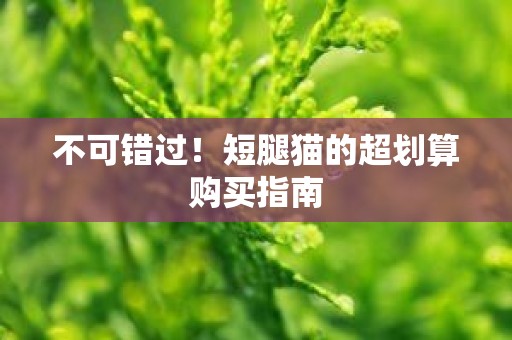 不可错过！短腿猫的超划算购买指南