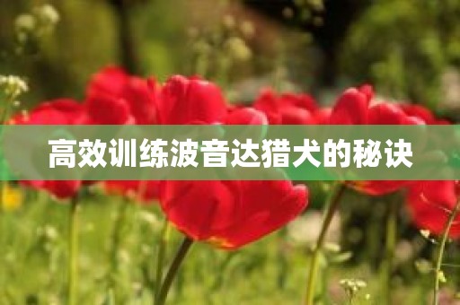 高效训练波音达猎犬的秘诀