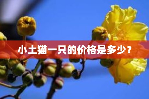 小土猫一只的价格是多少？