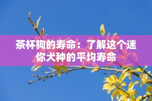 茶杯狗的寿命：了解这个迷你犬种的平均寿命