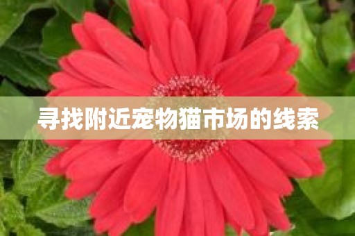 寻找附近宠物猫市场的线索