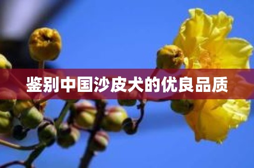 鉴别中国沙皮犬的优良品质