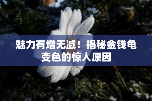 魅力有增无减！揭秘金钱龟变色的惊人原因