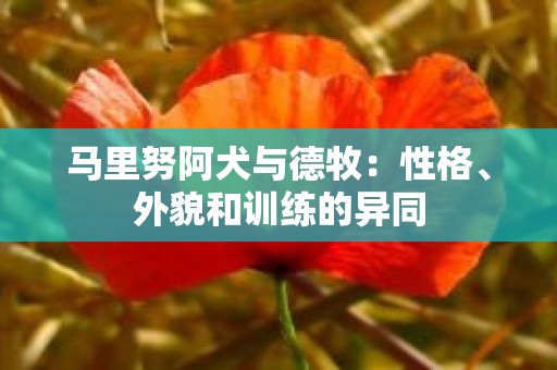 马里努阿犬与德牧：性格、外貌和训练的异同