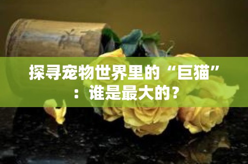 探寻宠物世界里的“巨猫”：谁是最大的？