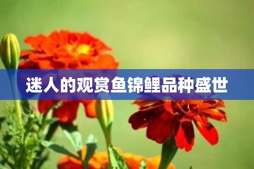 迷人的观赏鱼锦鲤品种盛世