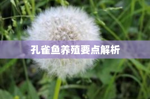 孔雀鱼养殖要点解析