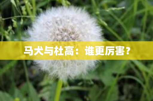马犬与杜高：谁更厉害？