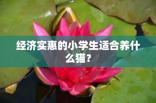 经济实惠的小学生适合养什么猫？