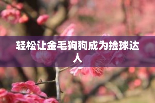 轻松让金毛狗狗成为捡球达人