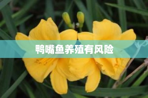 鸭嘴鱼养殖有风险