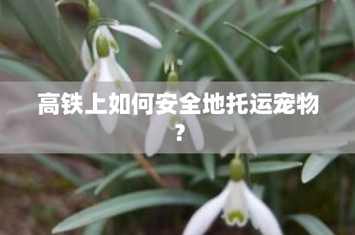 高铁上如何安全地托运宠物？