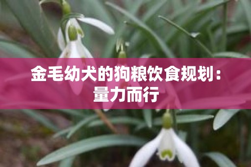 金毛幼犬的狗粮饮食规划：量力而行