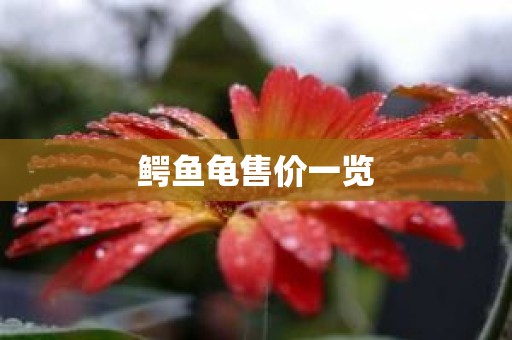 鳄鱼龟售价一览