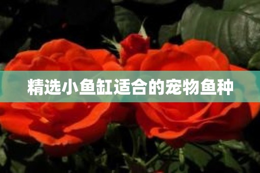 精选小鱼缸适合的宠物鱼种