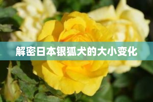 解密日本银狐犬的大小变化