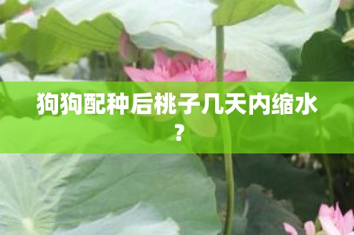 狗狗配种后桃子几天内缩水？