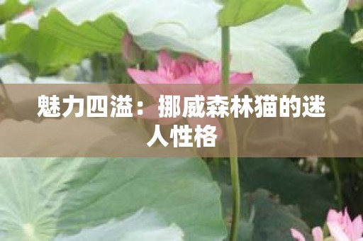 魅力四溢：挪威森林猫的迷人性格