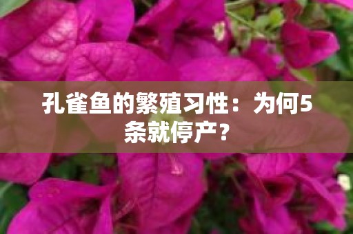 孔雀鱼的繁殖习性：为何5条就停产？