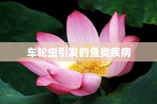 车轮虫引发的鱼类疾病