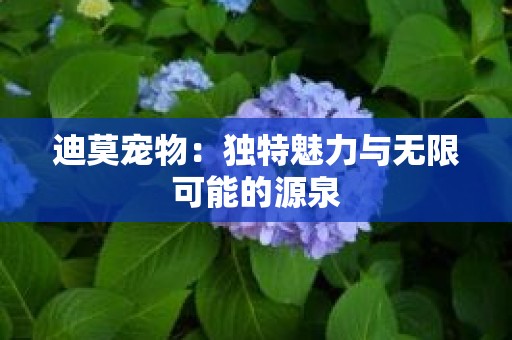 迪莫宠物：独特魅力与无限可能的源泉