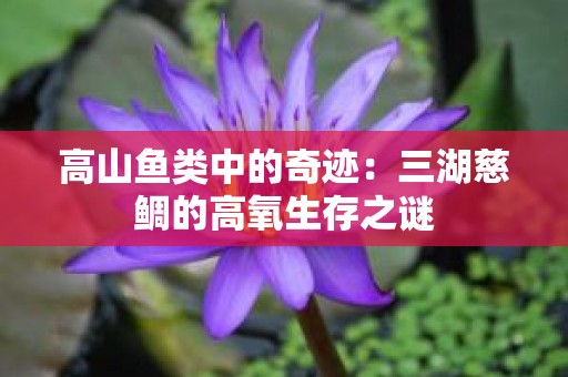 高山鱼类中的奇迹：三湖慈鲷的高氧生存之谜