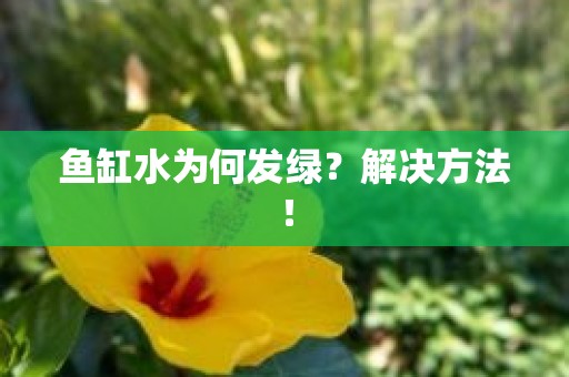 鱼缸水为何发绿？解决方法！