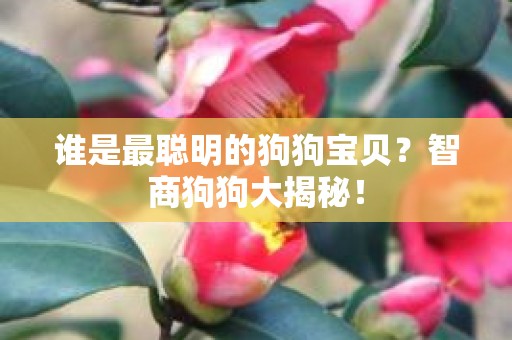 谁是最聪明的狗狗宝贝？智商狗狗大揭秘！