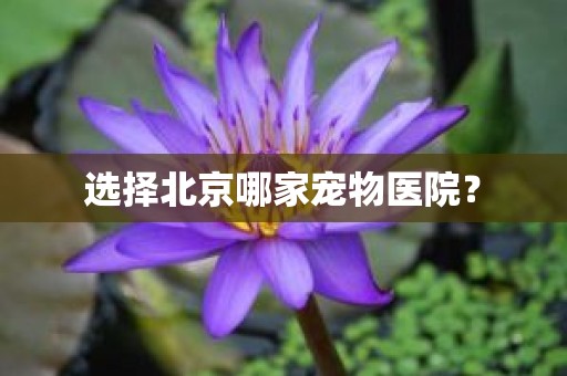 选择北京哪家宠物医院？