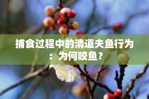 捕食过程中的清道夫鱼行为：为何咬鱼？