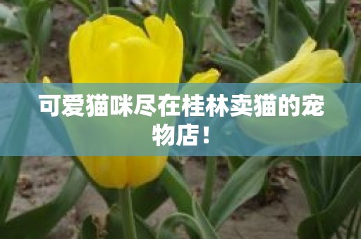 可爱猫咪尽在桂林卖猫的宠物店！