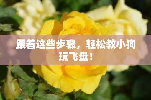 跟着这些步骤，轻松教小狗玩飞盘！