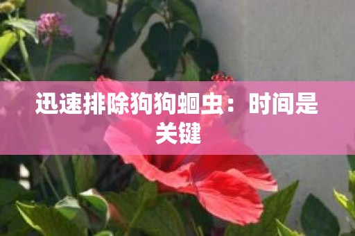 迅速排除狗狗蛔虫：时间是关键